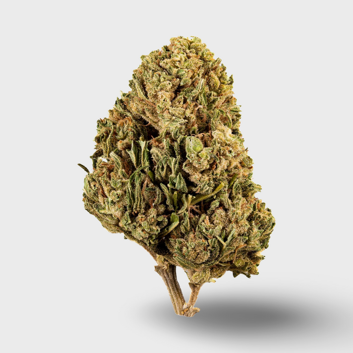 CBDÍA Sunlight X Sour Diesel 5g